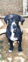 CLAUDE, Hund, Mischlingshund in Italien - Bild 1