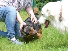 CHARLY, Hund, Mischlingshund in Schwaan - Bild 2