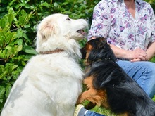 CHARLY, Hund, Mischlingshund in Schwaan - Bild 3