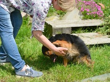 CHARLY, Hund, Mischlingshund in Schwaan - Bild 4