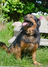 CHARLY, Hund, Mischlingshund in Schwaan - Bild 5