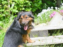 CHARLY, Hund, Mischlingshund in Schwaan - Bild 6
