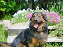 CHARLY, Hund, Mischlingshund in Schwaan - Bild 7