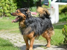 CHARLY, Hund, Mischlingshund in Schwaan - Bild 9