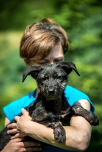 DOROTHY, Hund, Mischlingshund in Ungarn - Bild 1