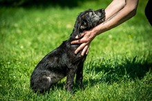 DOROTHY, Hund, Mischlingshund in Ungarn - Bild 3
