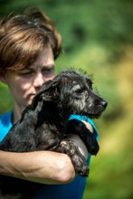 DOROTHY, Hund, Mischlingshund in Ungarn - Bild 4