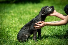 DOROTHY, Hund, Mischlingshund in Ungarn - Bild 6