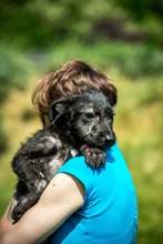 DOROTHY, Hund, Mischlingshund in Ungarn - Bild 7