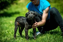 DOROTHY, Hund, Mischlingshund in Ungarn - Bild 8