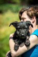 DOROTHY, Hund, Mischlingshund in Ungarn - Bild 9