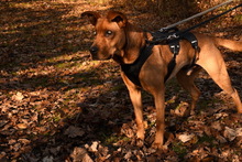 BOTTYAN, Hund, Mischlingshund in Gars - Bild 1