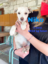 NIKO, Hund, Mischlingshund in Italien - Bild 2