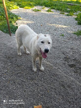 FORTUNA, Hund, Mischlingshund in Italien - Bild 2