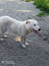FORTUNA, Hund, Mischlingshund in Italien - Bild 3