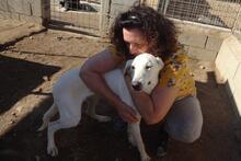 GEMMA, Hund, Maremmano-Mix in Italien - Bild 38