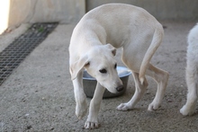 GEMMA, Hund, Maremmano-Mix in Italien - Bild 44