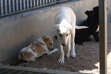 GEMMA, Hund, Maremmano-Mix in Italien - Bild 47