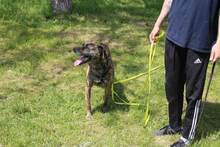 VIKTOR, Hund, Mischlingshund in Zahna-Elster - Bild 11