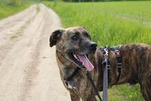 VIKTOR, Hund, Mischlingshund in Zahna-Elster - Bild 5