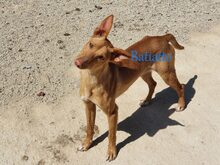 BATIATTO, Hund, Podengo in Spanien - Bild 1