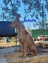 BATIATTO, Hund, Podengo in Spanien - Bild 3