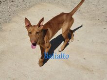 BATIATTO, Hund, Podengo in Spanien - Bild 4
