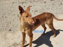 BATIATTO, Hund, Podengo in Spanien - Bild 6