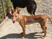 BATIATTO, Hund, Podengo in Spanien - Bild 7