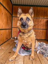ULTIMA, Hund, Mischlingshund in Slowakische Republik - Bild 10