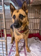 ULTIMA, Hund, Mischlingshund in Slowakische Republik - Bild 12