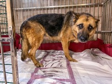 ULTIMA, Hund, Mischlingshund in Slowakische Republik - Bild 13