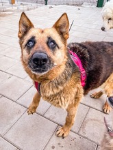 ULTIMA, Hund, Mischlingshund in Slowakische Republik - Bild 2