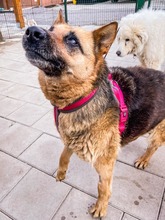 ULTIMA, Hund, Mischlingshund in Slowakische Republik - Bild 3