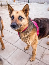 ULTIMA, Hund, Mischlingshund in Slowakische Republik - Bild 4