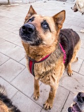 ULTIMA, Hund, Mischlingshund in Slowakische Republik - Bild 5