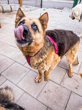 ULTIMA, Hund, Mischlingshund in Slowakische Republik - Bild 6