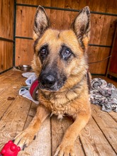 ULTIMA, Hund, Mischlingshund in Slowakische Republik - Bild 8