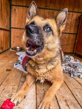ULTIMA, Hund, Mischlingshund in Slowakische Republik - Bild 9