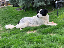 MEDA, Hund, Mischlingshund in Rumänien - Bild 13