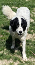 MEDA, Hund, Mischlingshund in Rumänien - Bild 14