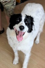 MEDA, Hund, Mischlingshund in Rumänien - Bild 16