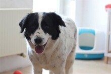 MEDA, Hund, Mischlingshund in Rumänien - Bild 17