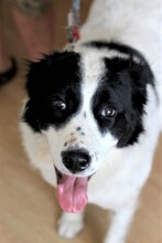 MEDA, Hund, Mischlingshund in Rumänien - Bild 18