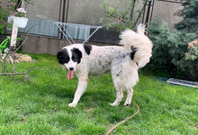 MEDA, Hund, Mischlingshund in Rumänien - Bild 5