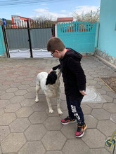 MEDA, Hund, Mischlingshund in Rumänien - Bild 6