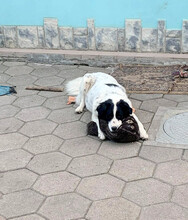 MEDA, Hund, Mischlingshund in Rumänien - Bild 8