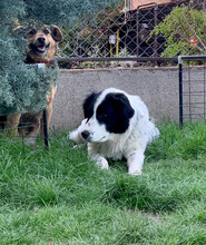 MEDA, Hund, Mischlingshund in Rumänien - Bild 9