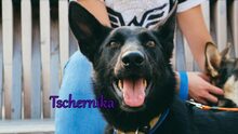 TSCHERNIKA, Hund, Mischlingshund in Berlin - Bild 21