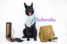 TSCHERNIKA, Hund, Mischlingshund in Berlin - Bild 22